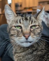 How you doing? Meme Template