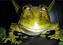 Ugly frog Meme Template