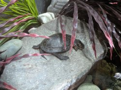 Sleepy Turtle Meme Template