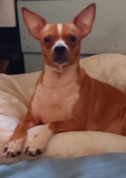 TibbaDee Meme Template