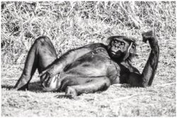 monkey Meme Template