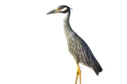 yellow crowned night heron Meme Template