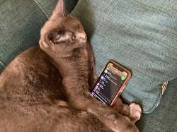 Cat with spotify Meme Template