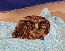 Say that again slowly Meme Template