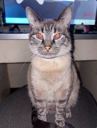 pinto the cat Meme Template