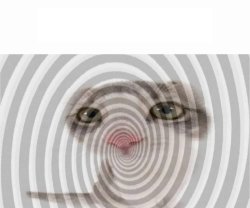 Cat Hypnosis Meme Template