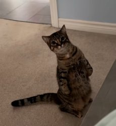 Staring Cat Meme Template