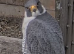 Falcon Meme Template