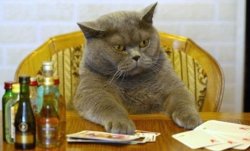 Konkretny kot Meme Template