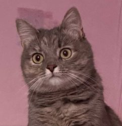 Masya judging Meme Template