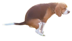 Dog pooping Meme Template