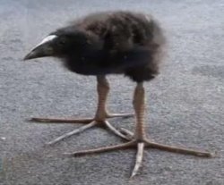 Kiwi bird Meme Template