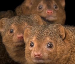 Mongoose watch Meme Template