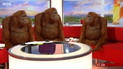 where video monkeys Meme Template