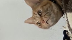 Cat Meme Template