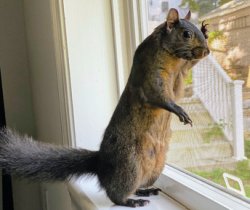 Squirrel Bye Meme Template