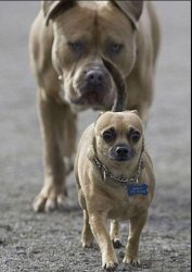 scared puppy Meme Template