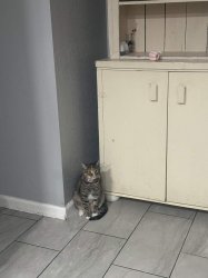 Lonely Maka Meme Template