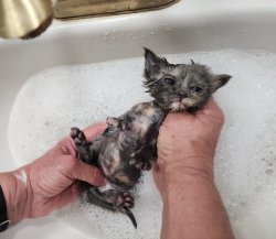 Bath kitten Meme Template