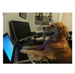 business dog at computer Meme Template