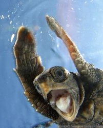 Happy Turtle Meme Template