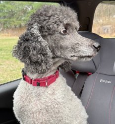 Nervous poodle Meme Template