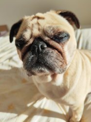 Pixie the Pug Meme Template