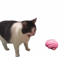 Why is it always thinking BLANK Meme Template