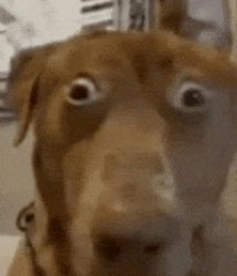 Pls touch grass Meme Template