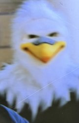 Eagle mascot freaky AHHH stare Meme Template