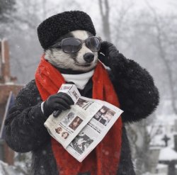 Tribunul Raton Meme Template