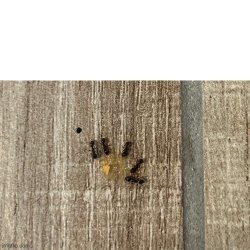 ants meeting socially Meme Template