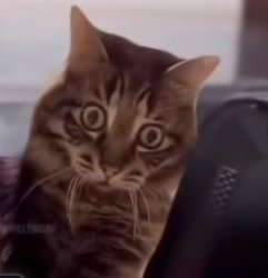 wow cat Meme Template