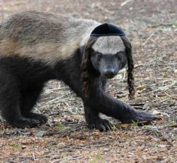 Jew badger Meme Template