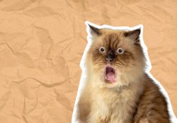 Surprise cat Meme Template