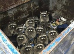 Raccoons Dumpster Meme Template
