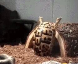 I failed Meme Template