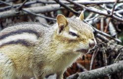 angry chipmunk Meme Template