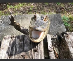 Alligator Meme Template