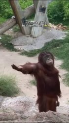 I need it Meme Template