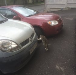 Cat Leaning Against car Meme Template