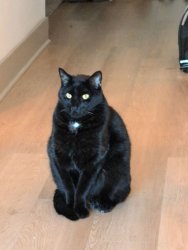 Vinnie the cat Meme Template