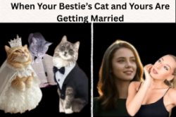 When You And Your Besties Cats are getting married Meme Template