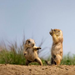 Prairie Dog Kung Fu Meme Template