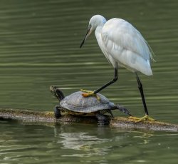 Crane and turtle Meme Template