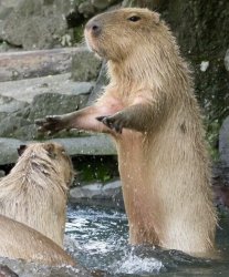 capy explains Meme Template