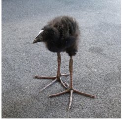 damnation bird blank ver Meme Template