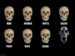 New skulls of truth Meme Template