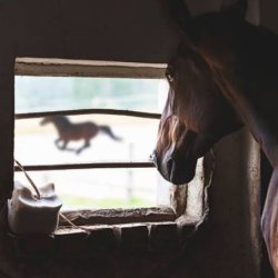 sad horse Meme Template