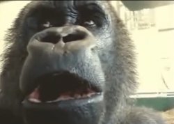Thinking Gorilla Meme Template